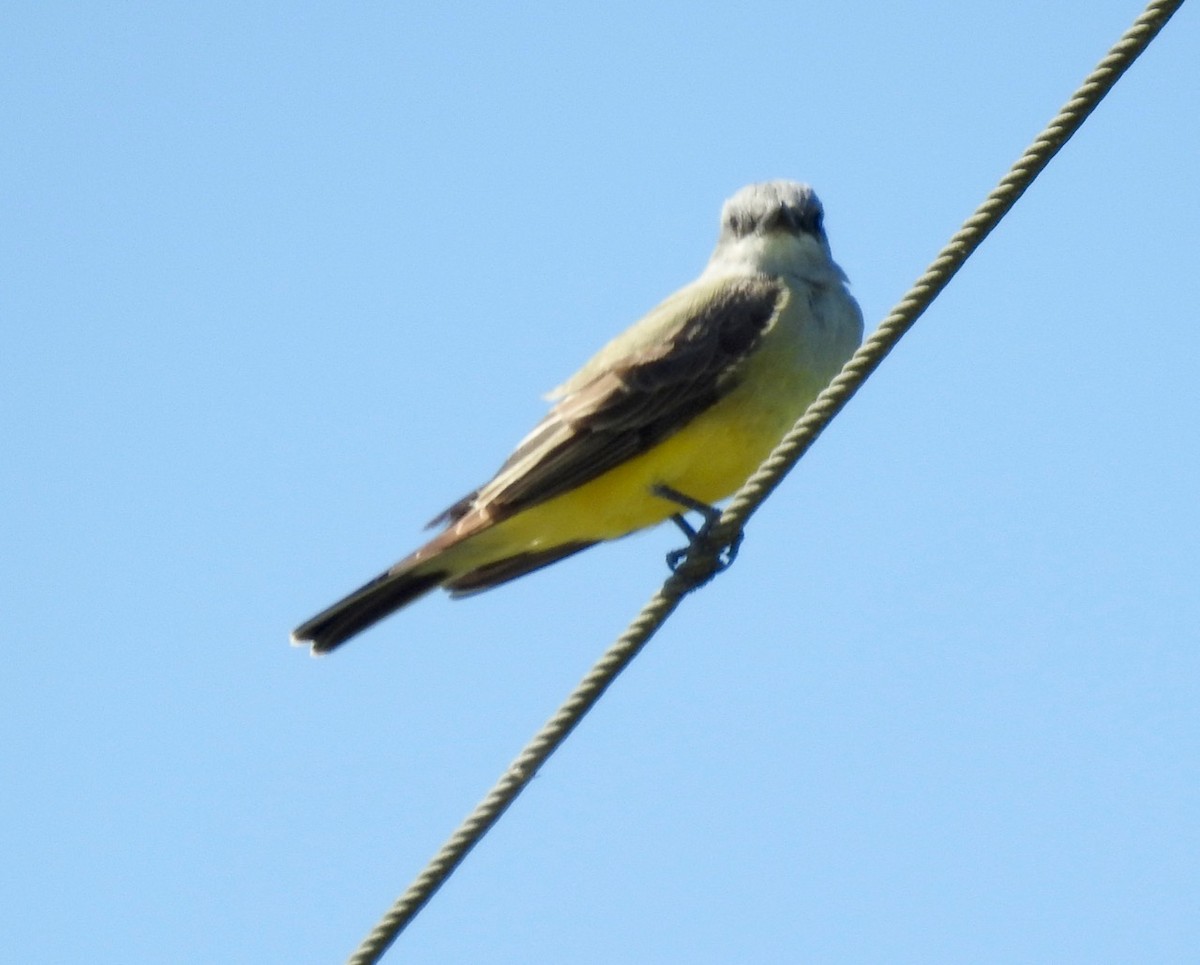 Western Kingbird - ML428554631