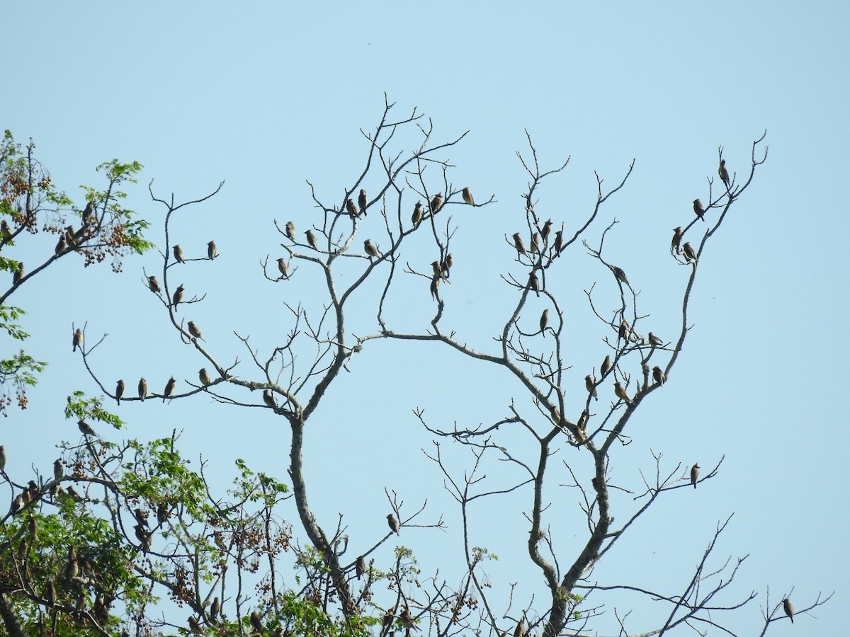 Cedar Waxwing - ML428554881