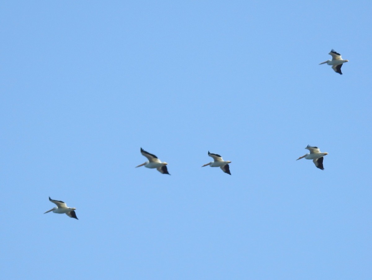 American White Pelican - ML428555101