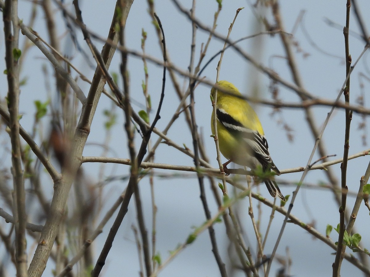 Chardonneret jaune - ML428556481