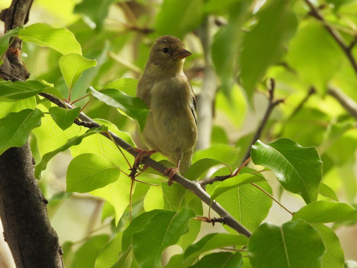 American Goldfinch - Sara Masuda