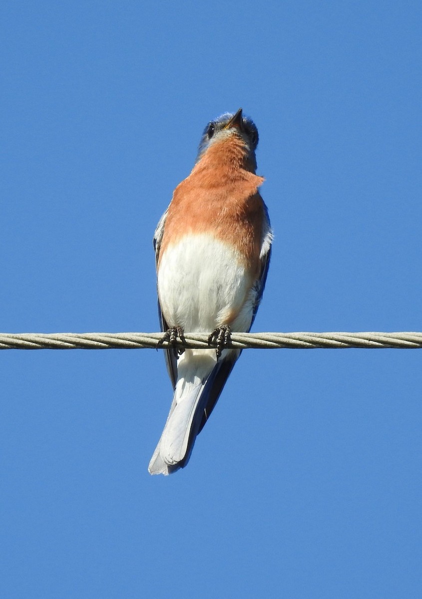 Eastern Bluebird - ML428556881