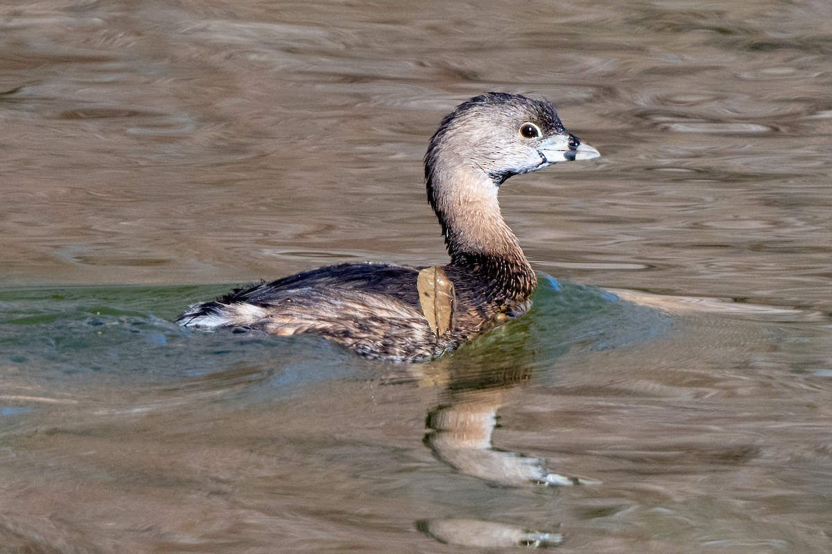 Pied-billed Grebe - ML428557711