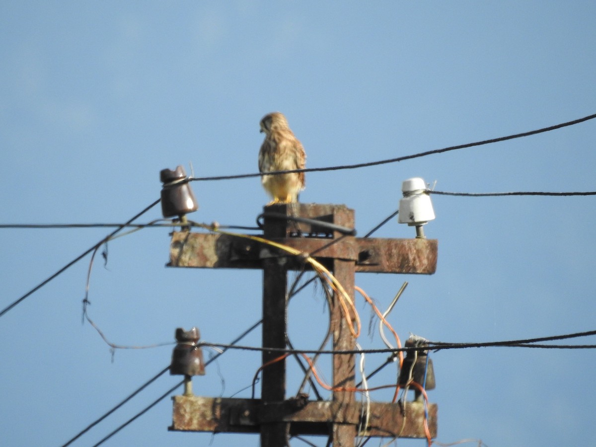 Eurasian Kestrel - ML428558781