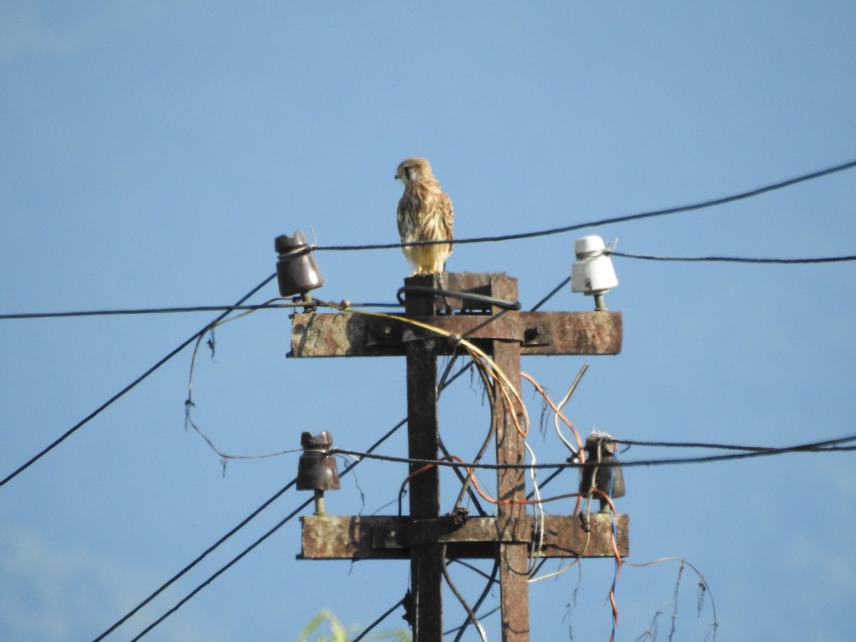 Eurasian Kestrel - ML428558831