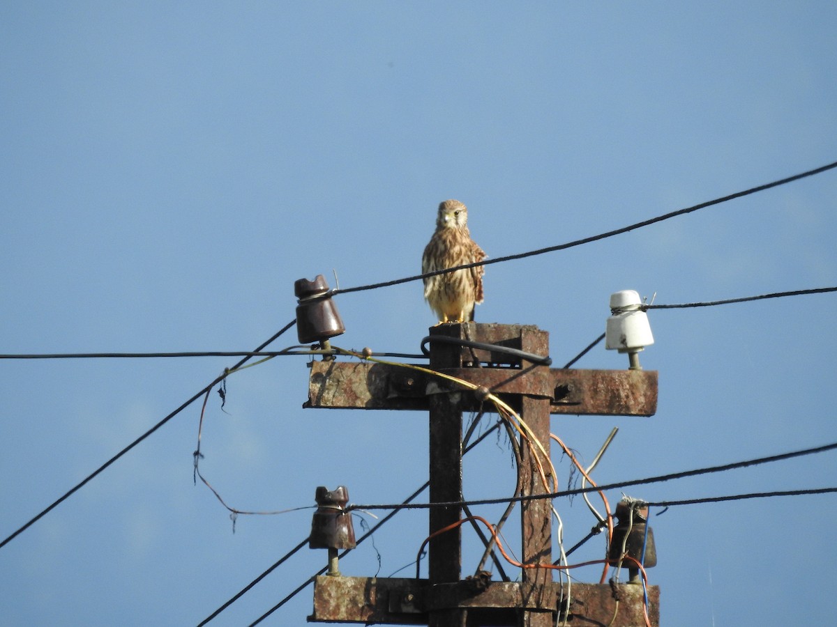 Eurasian Kestrel - ML428558861