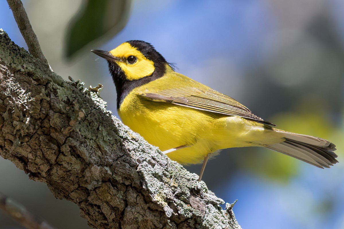 Hooded Warbler - ML428560421