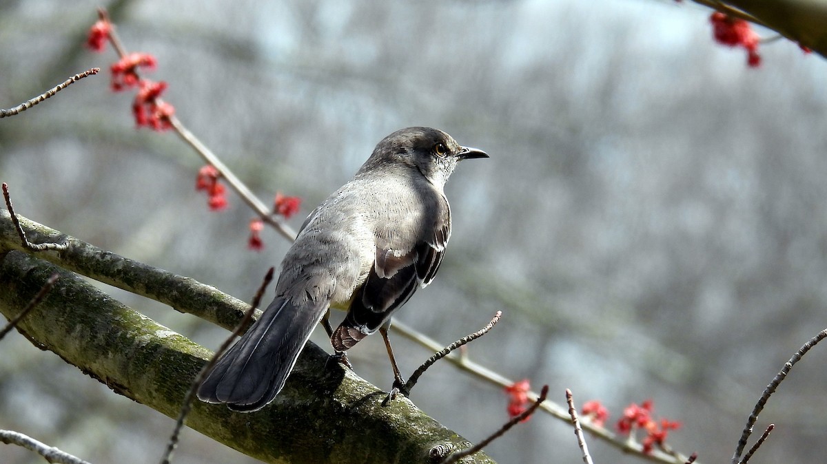 Northern Mockingbird - ML428561111