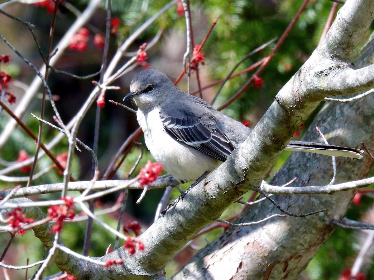 Northern Mockingbird - Douglas Cioffi