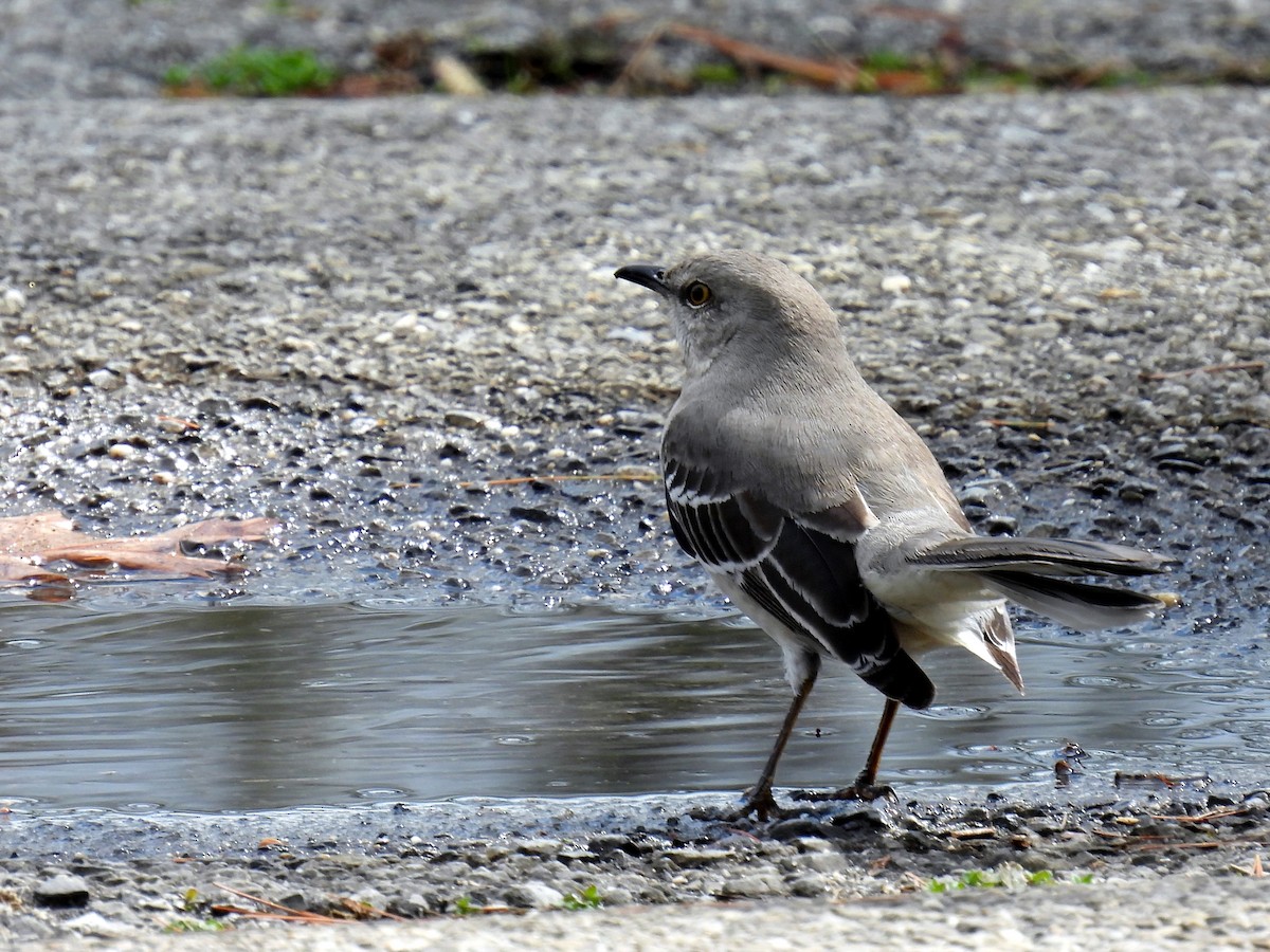 Northern Mockingbird - ML428561131