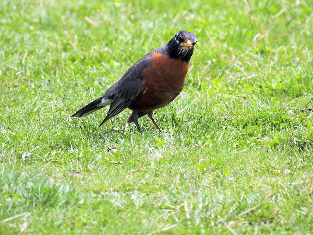 American Robin - ML428561151