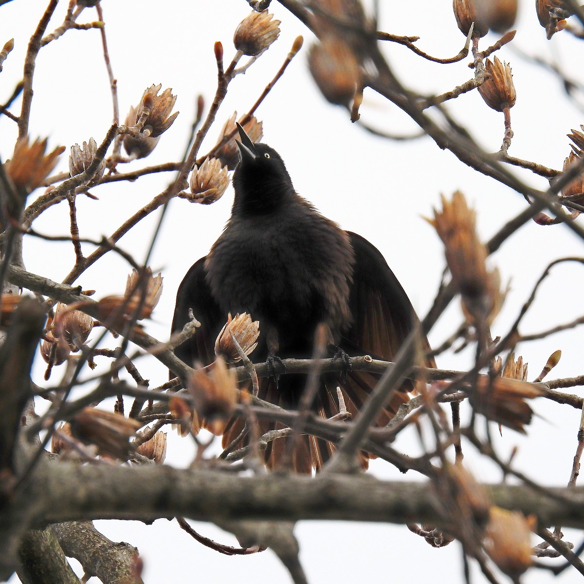 Common Grackle - ML428561241