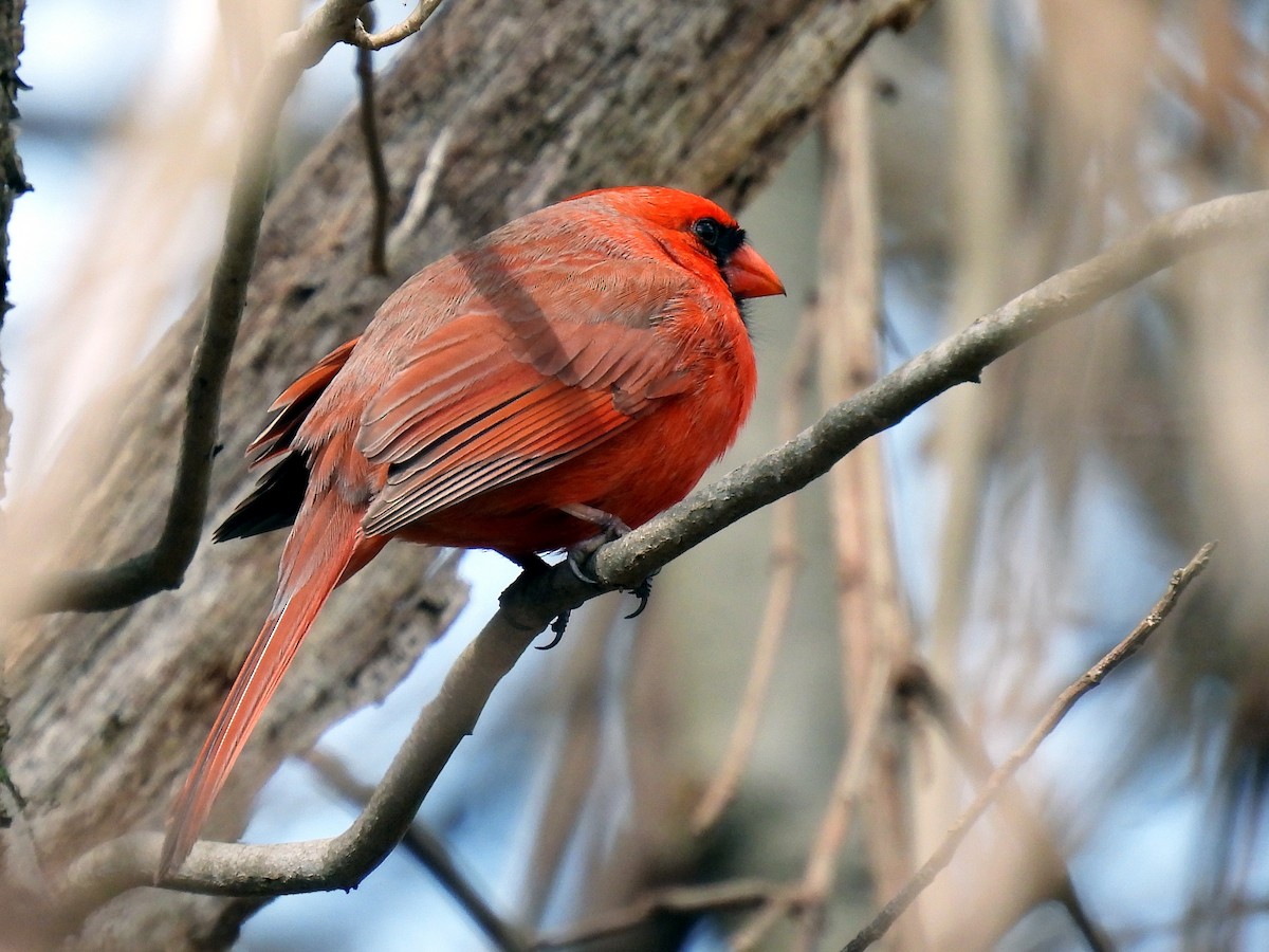 Cardinal rouge - ML428561291