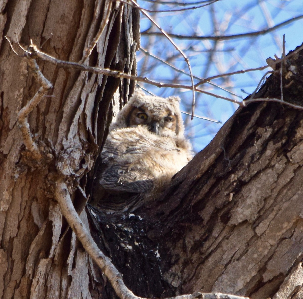 Great Horned Owl - ML428562921