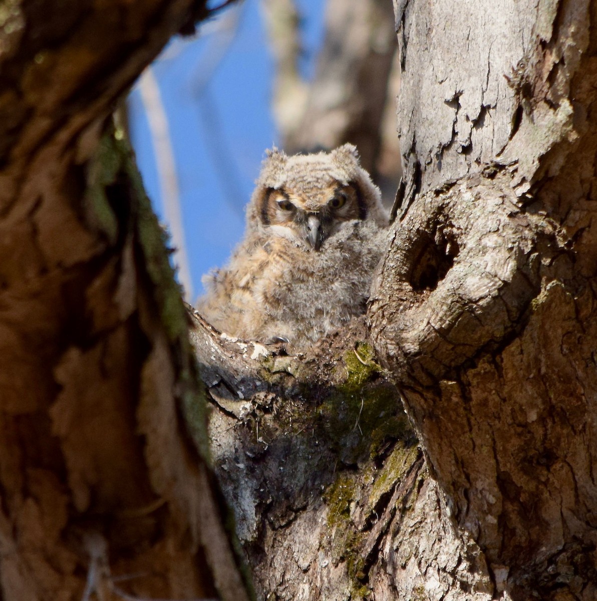 Great Horned Owl - ML428562941
