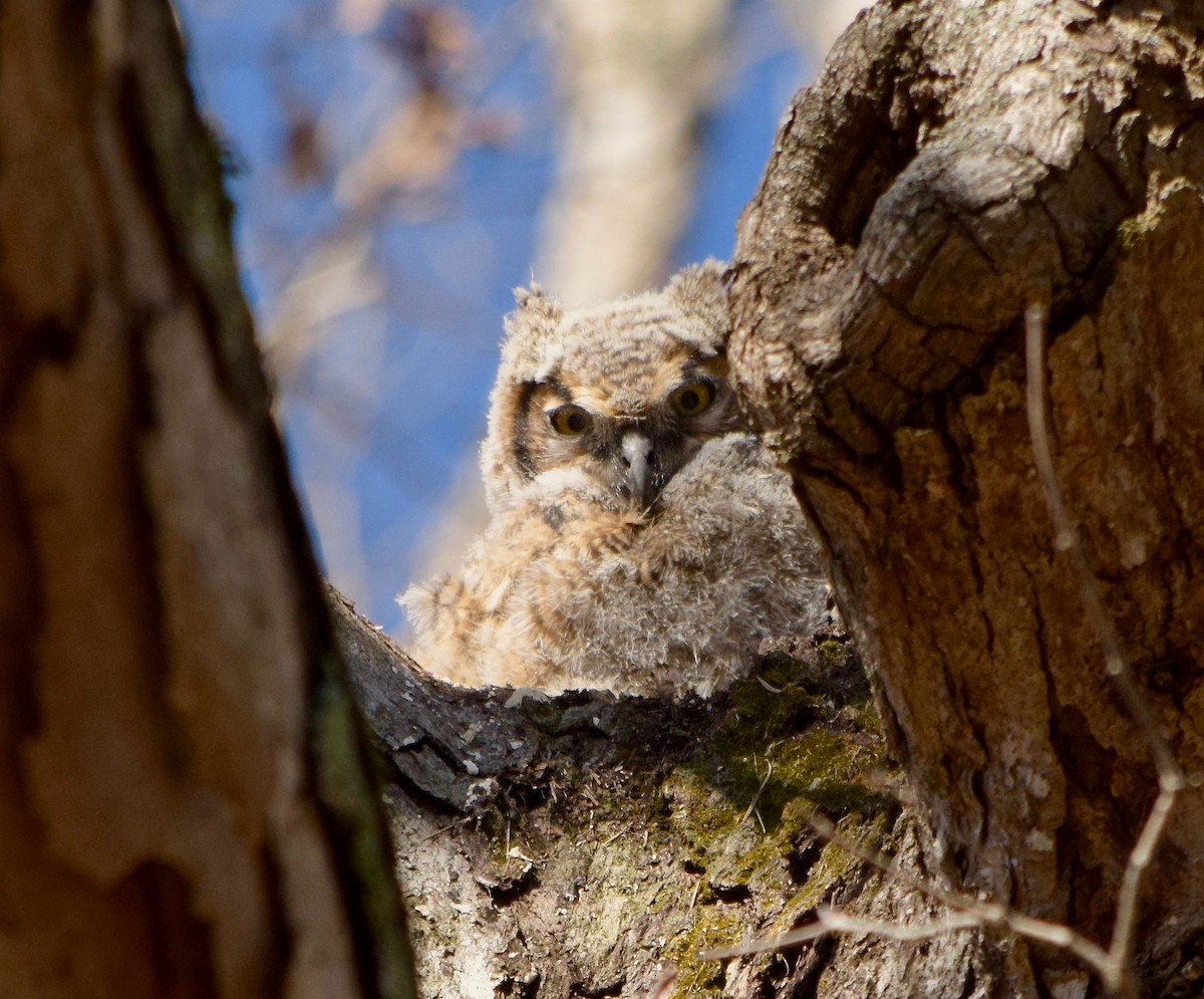 Great Horned Owl - ML428562951