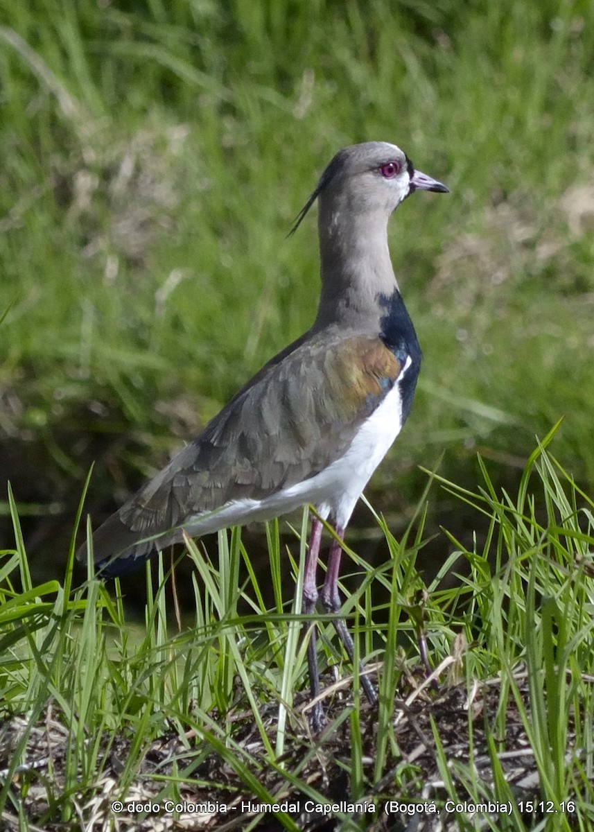 Southern Lapwing - Dodo Colombia