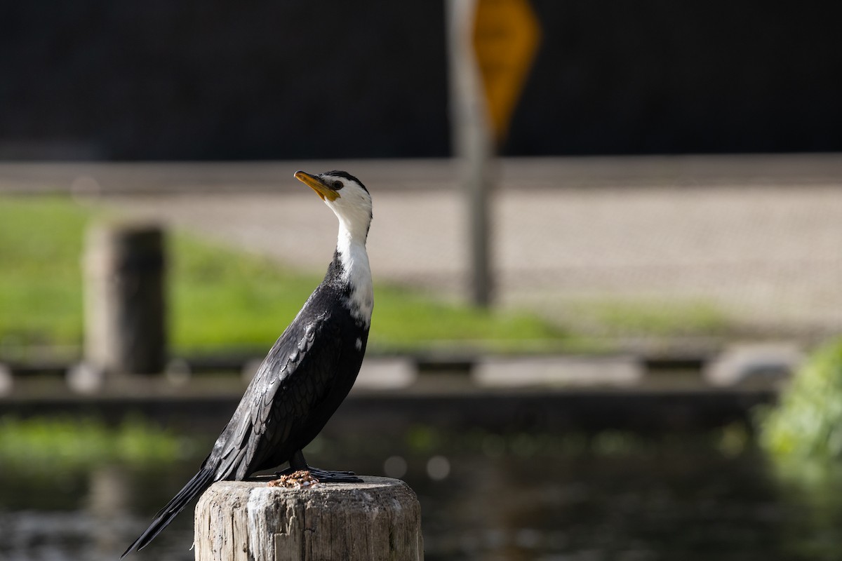 Little Pied Cormorant - Dan Burgin