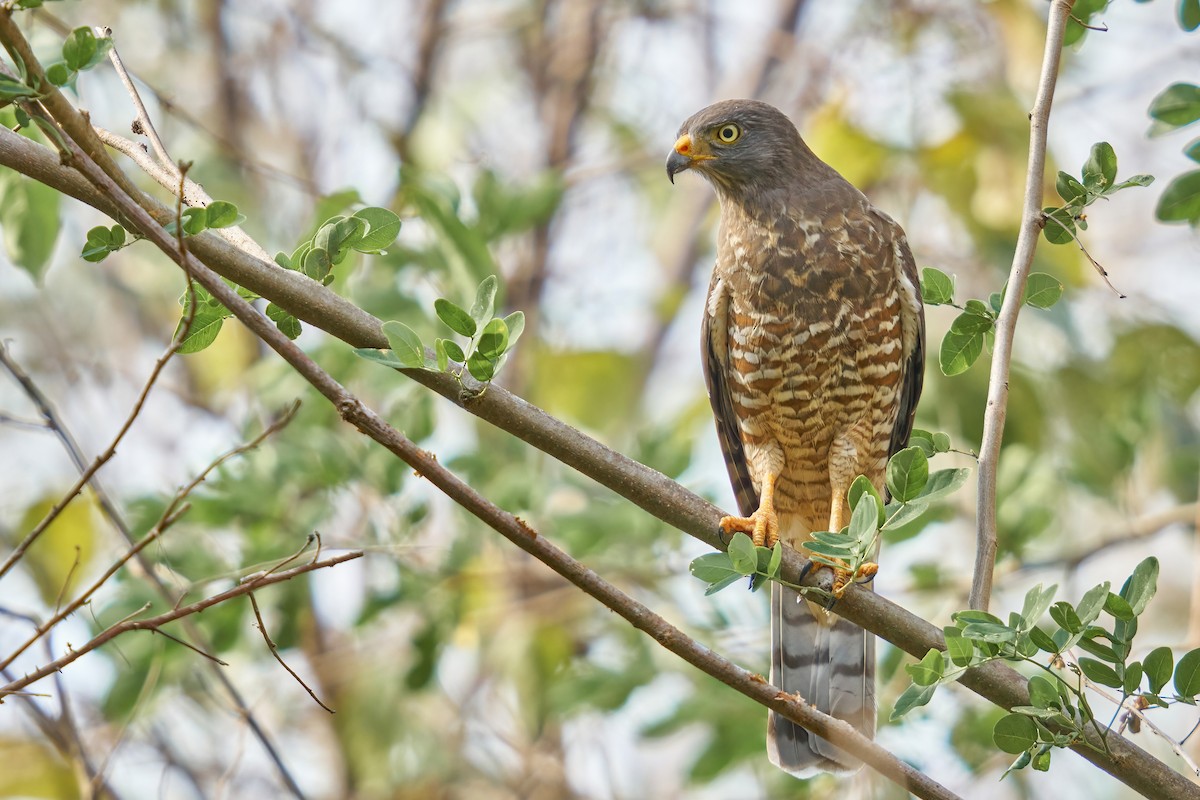 Roadside Hawk - ML428568001