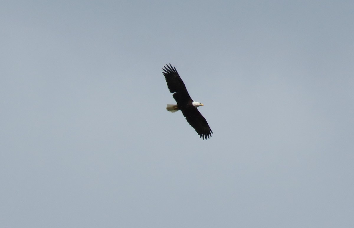 Bald Eagle - ML428568491