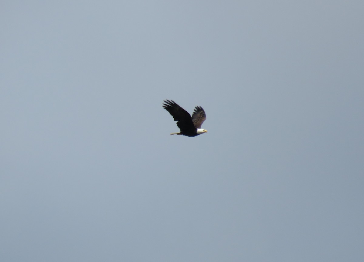 Bald Eagle - ML428568521