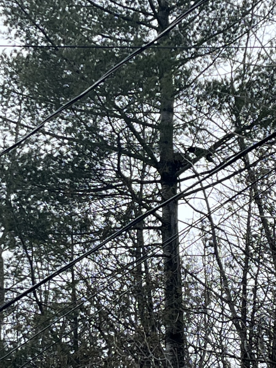 Common Raven - Louise Laperrière