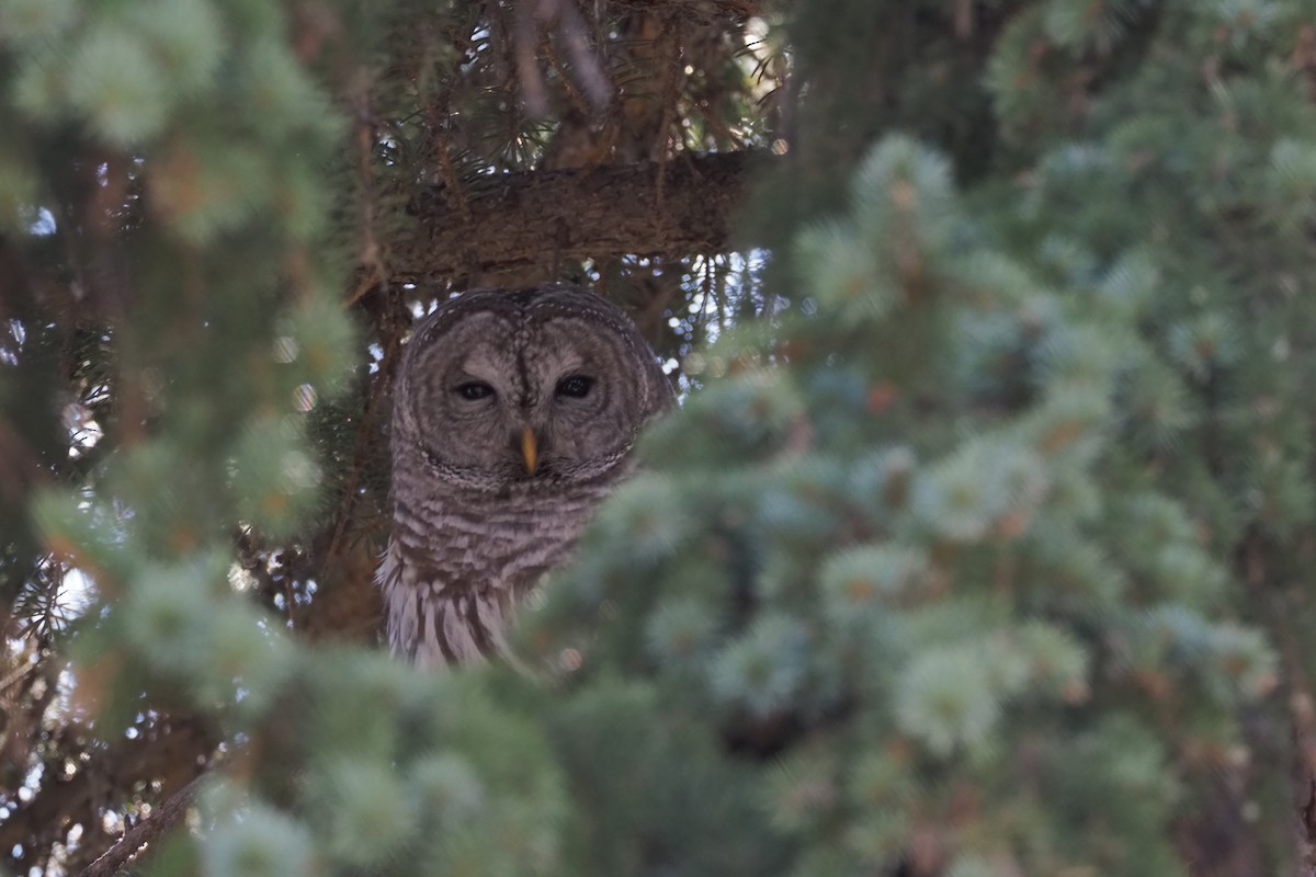 Barred Owl - Beth Hill