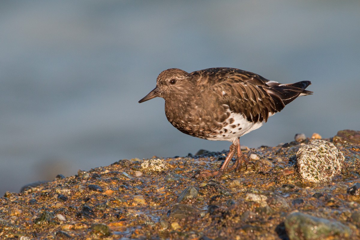 Black Turnstone - ML428574341