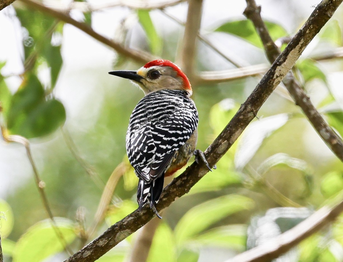 Red-crowned Woodpecker - ML428574801
