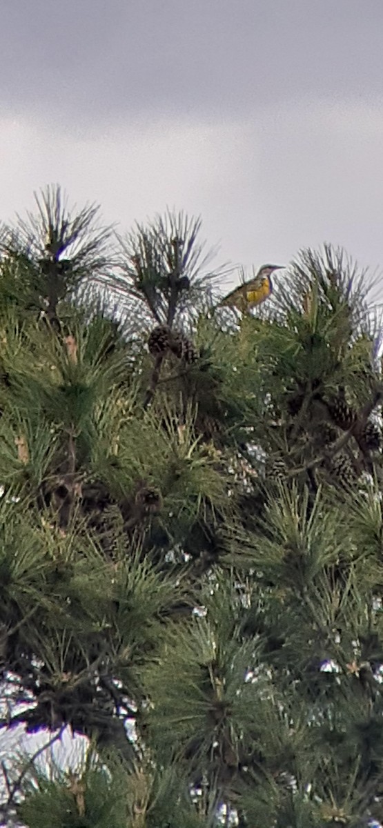 Eastern Meadowlark - ML428575661