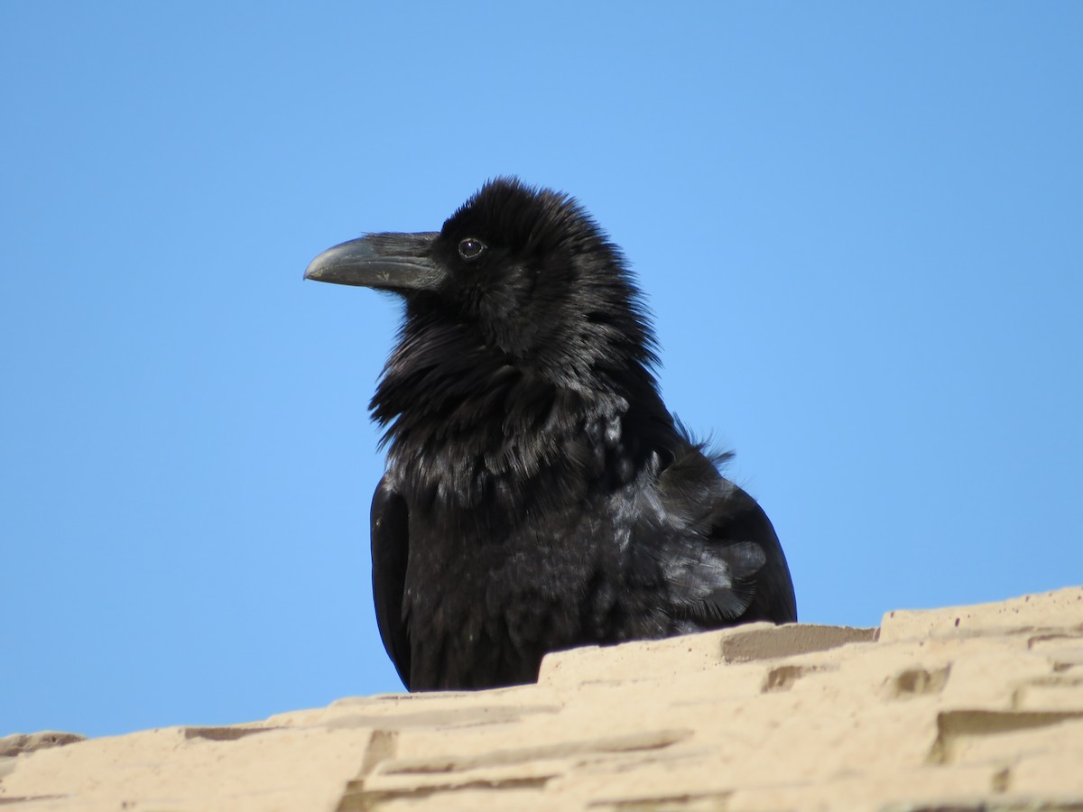 Common Raven - ML428576261