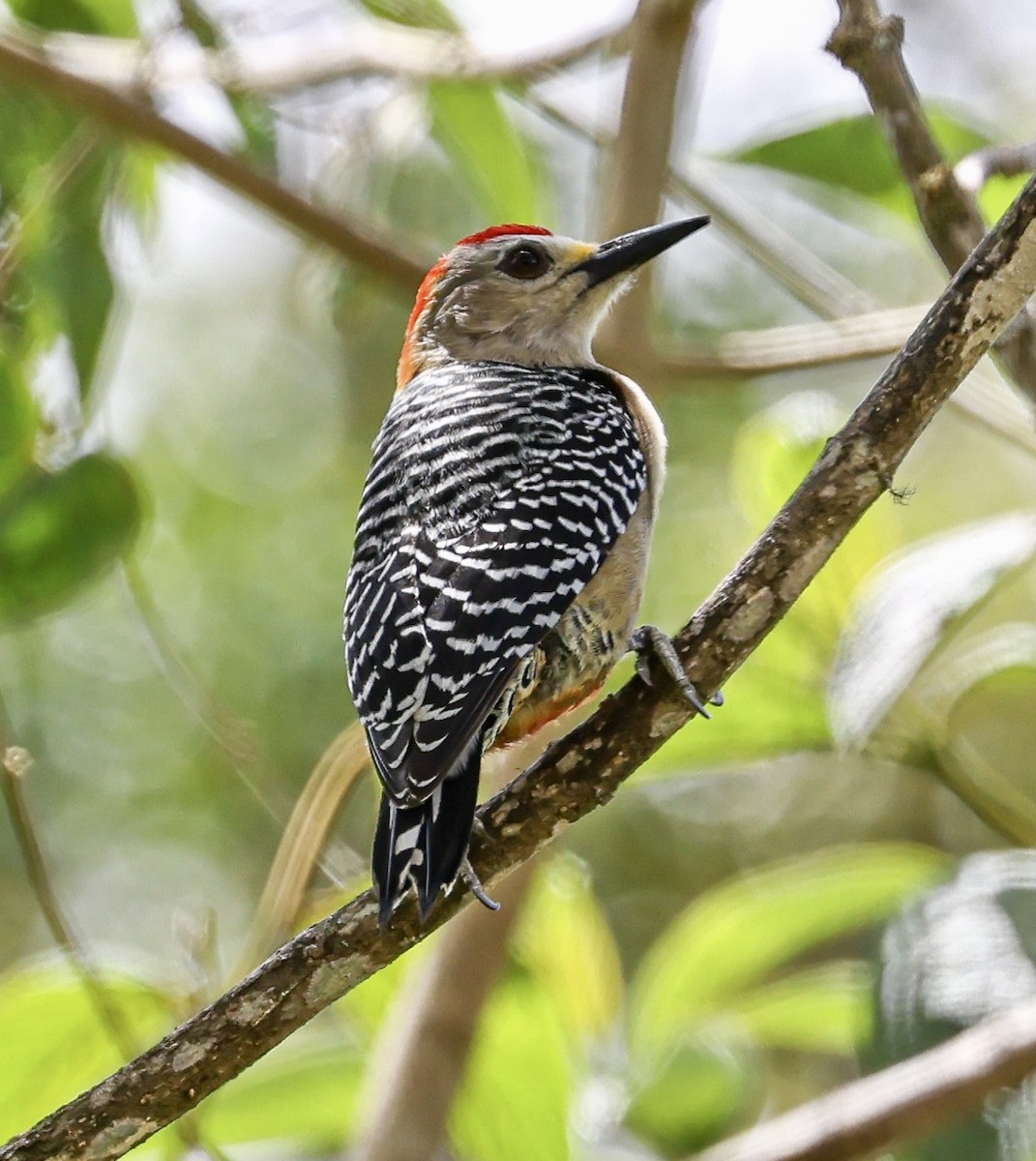 Red-crowned Woodpecker - ML428576361