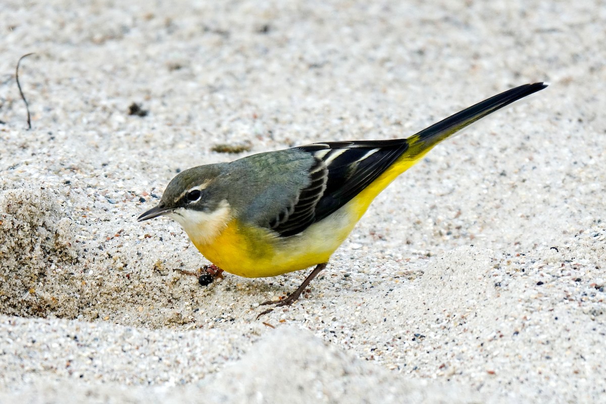 Gray Wagtail - ML428576581