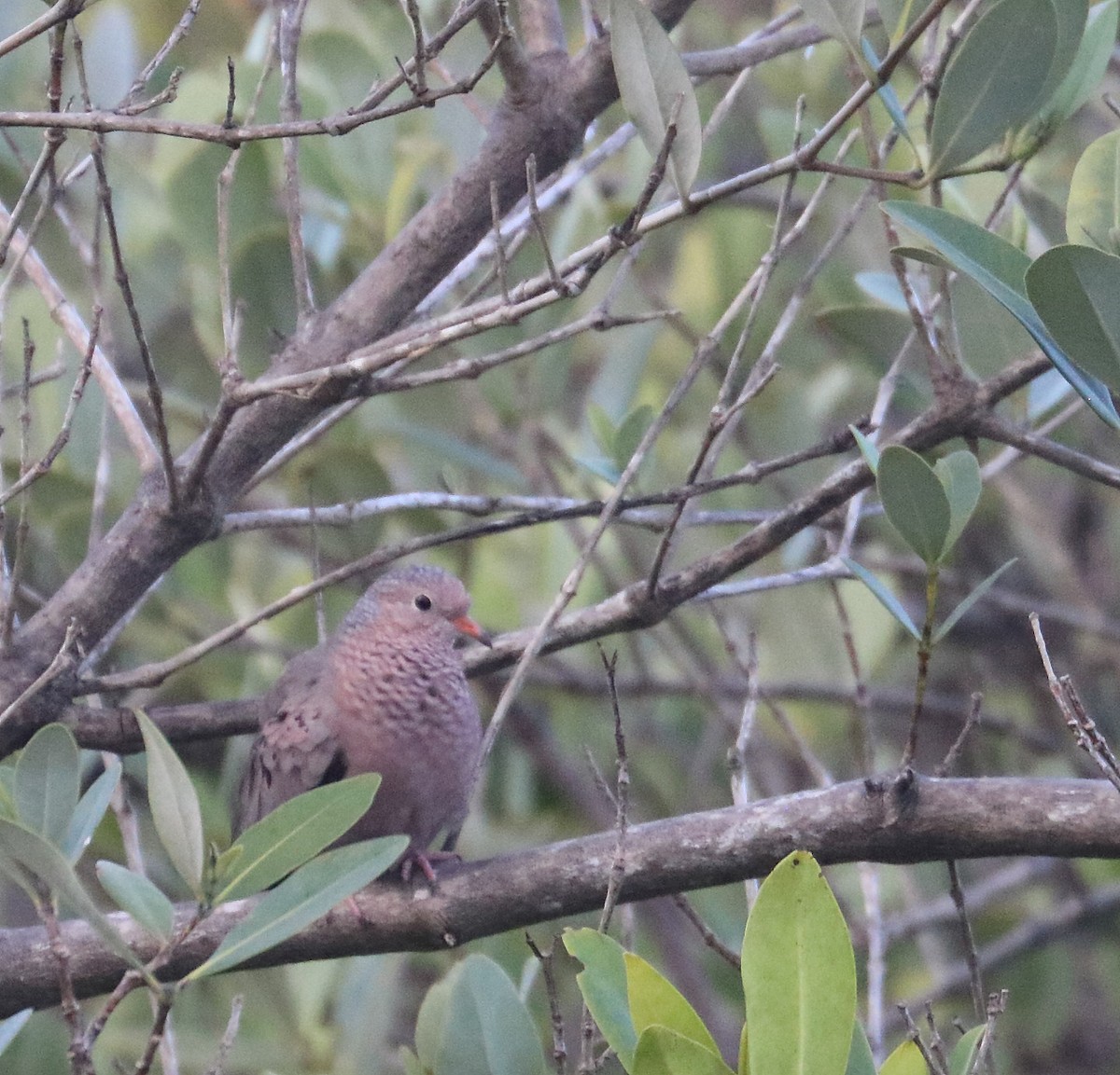 Common Ground Dove - ML428576901