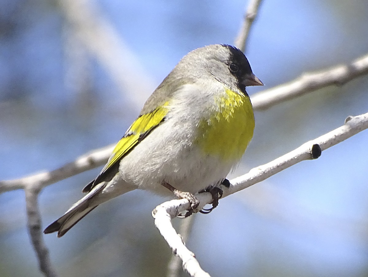 Lawrence's Goldfinch - ML428576931