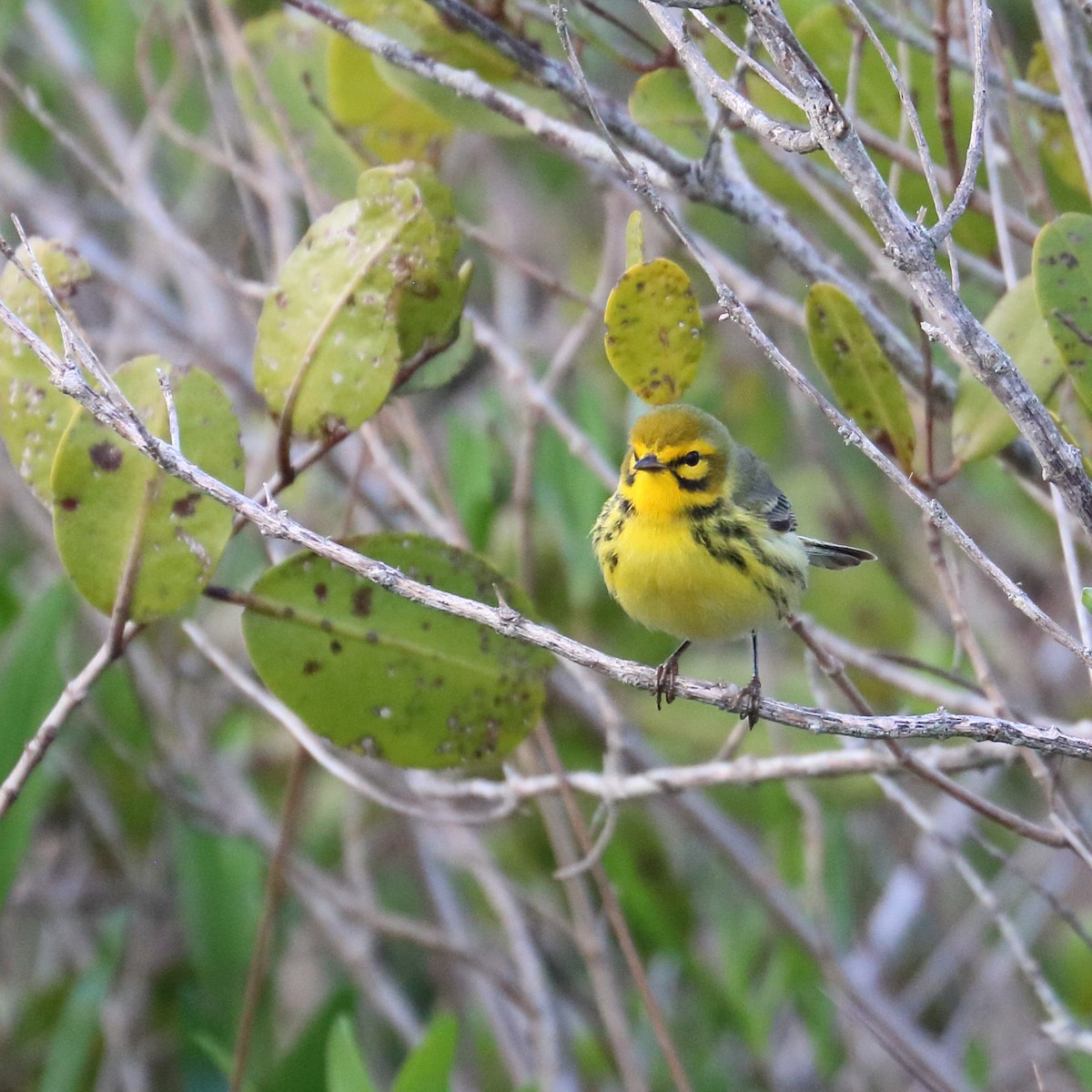 Prairie Warbler - Braden Collard