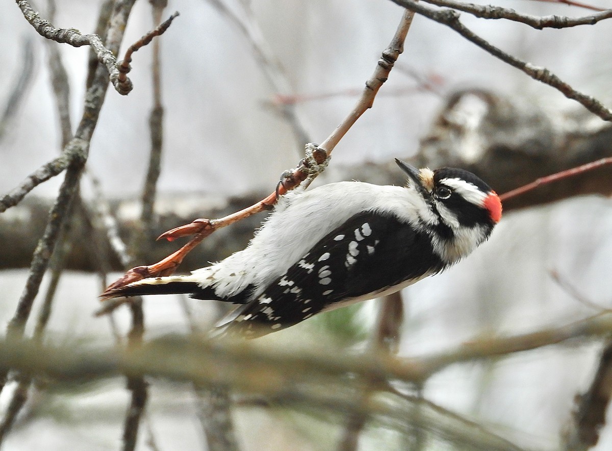 Downy Woodpecker - Kalin Ocaña