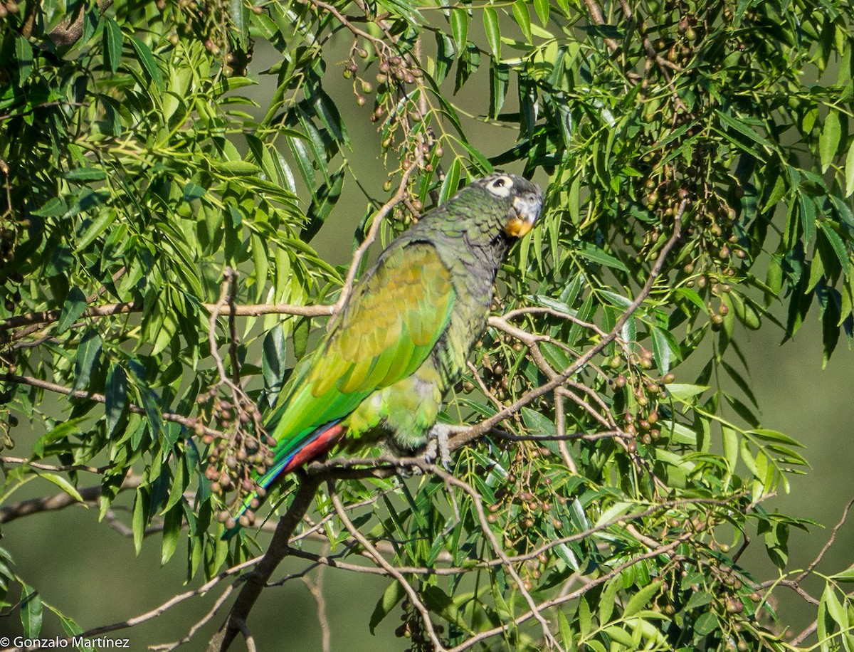 Scaly-headed Parrot - ML428577561