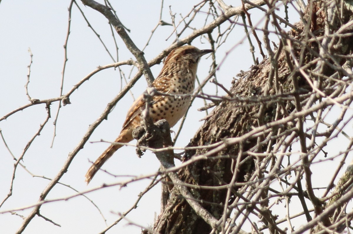 Spotted Wren - ML42857781