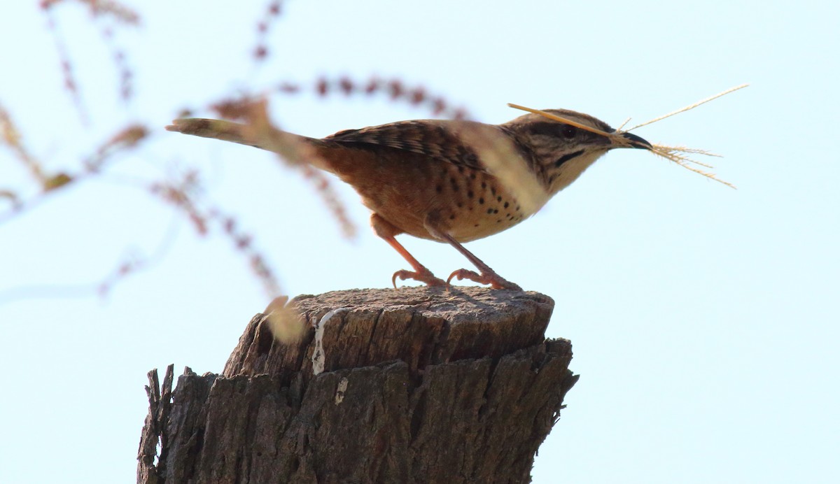 Spotted Wren - ML42857791