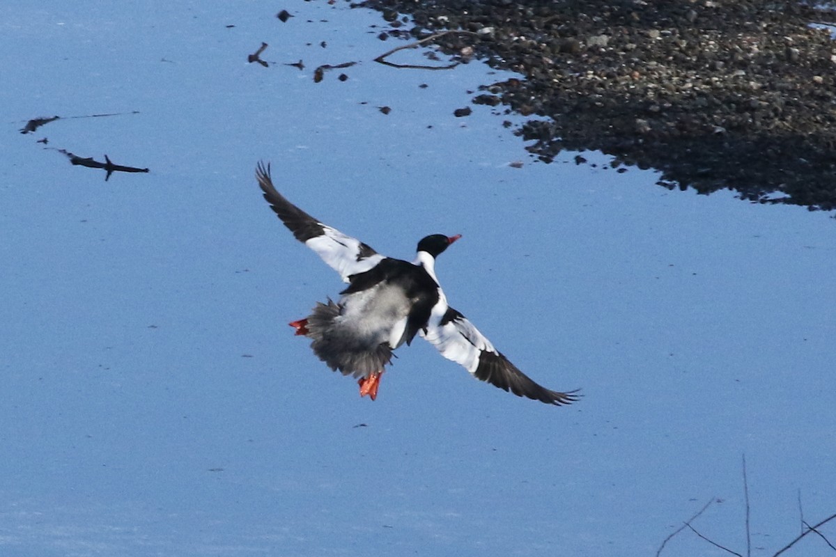 Common Merganser - ML428579001