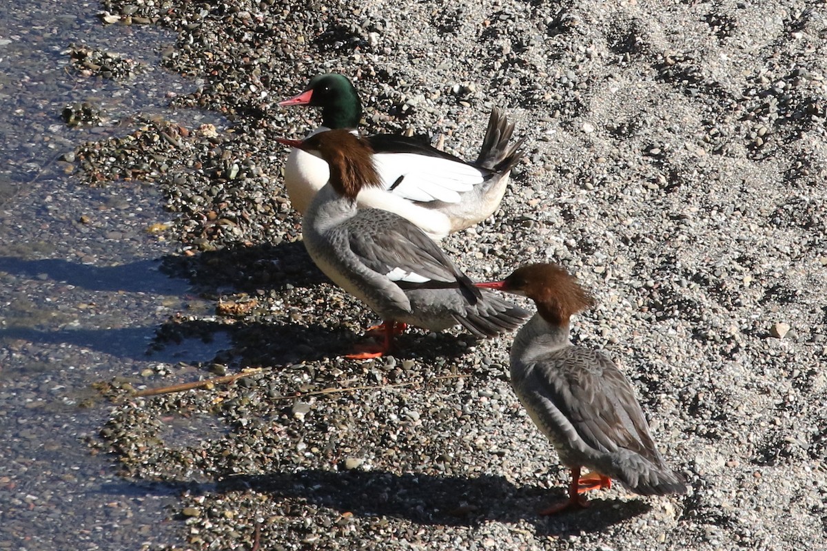 Common Merganser - ML428579101