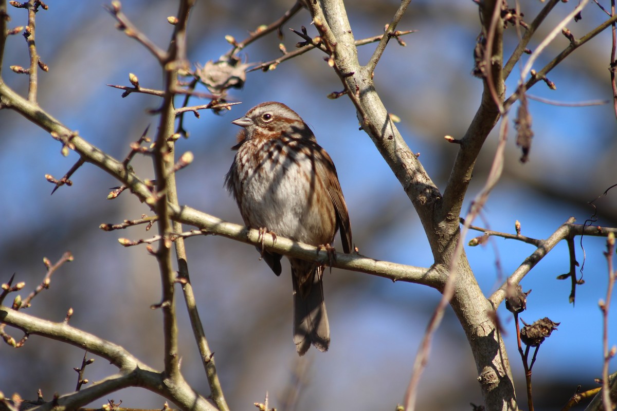 Song Sparrow - LaDona Ahenda