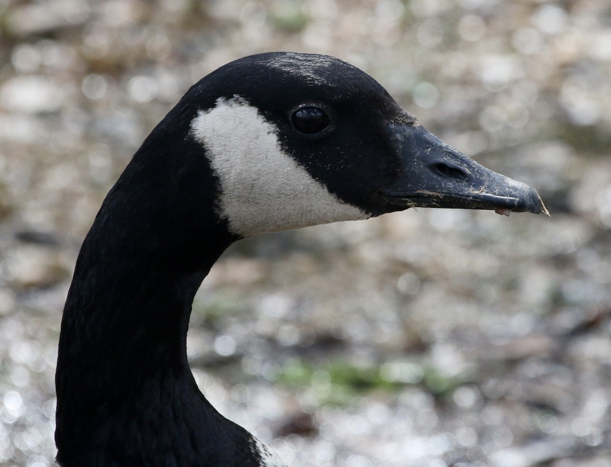 Canada Goose - ML428580511