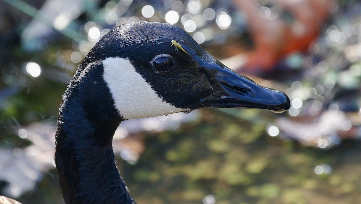 Canada Goose - ML428580741