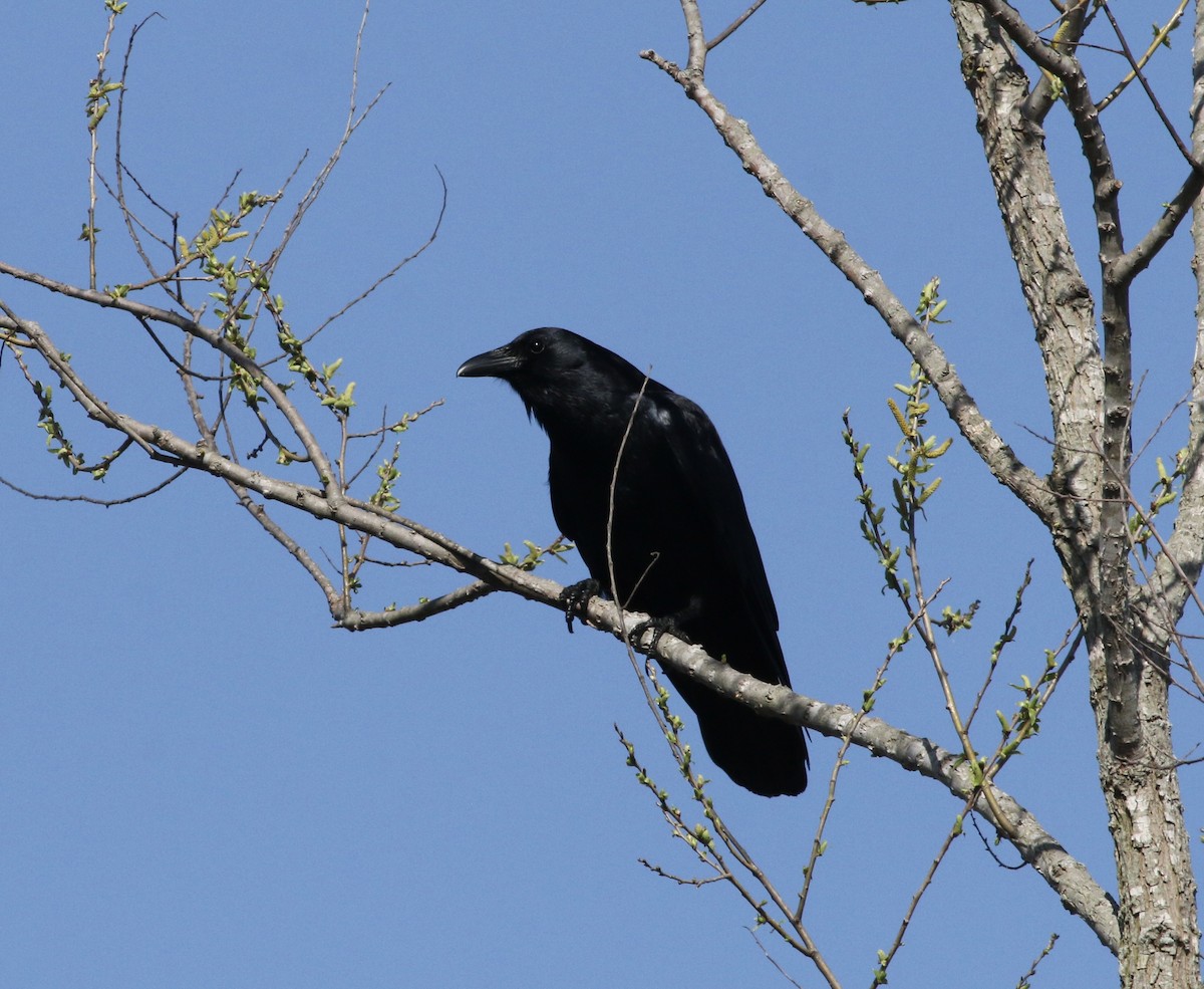 Fish Crow - ML428580801