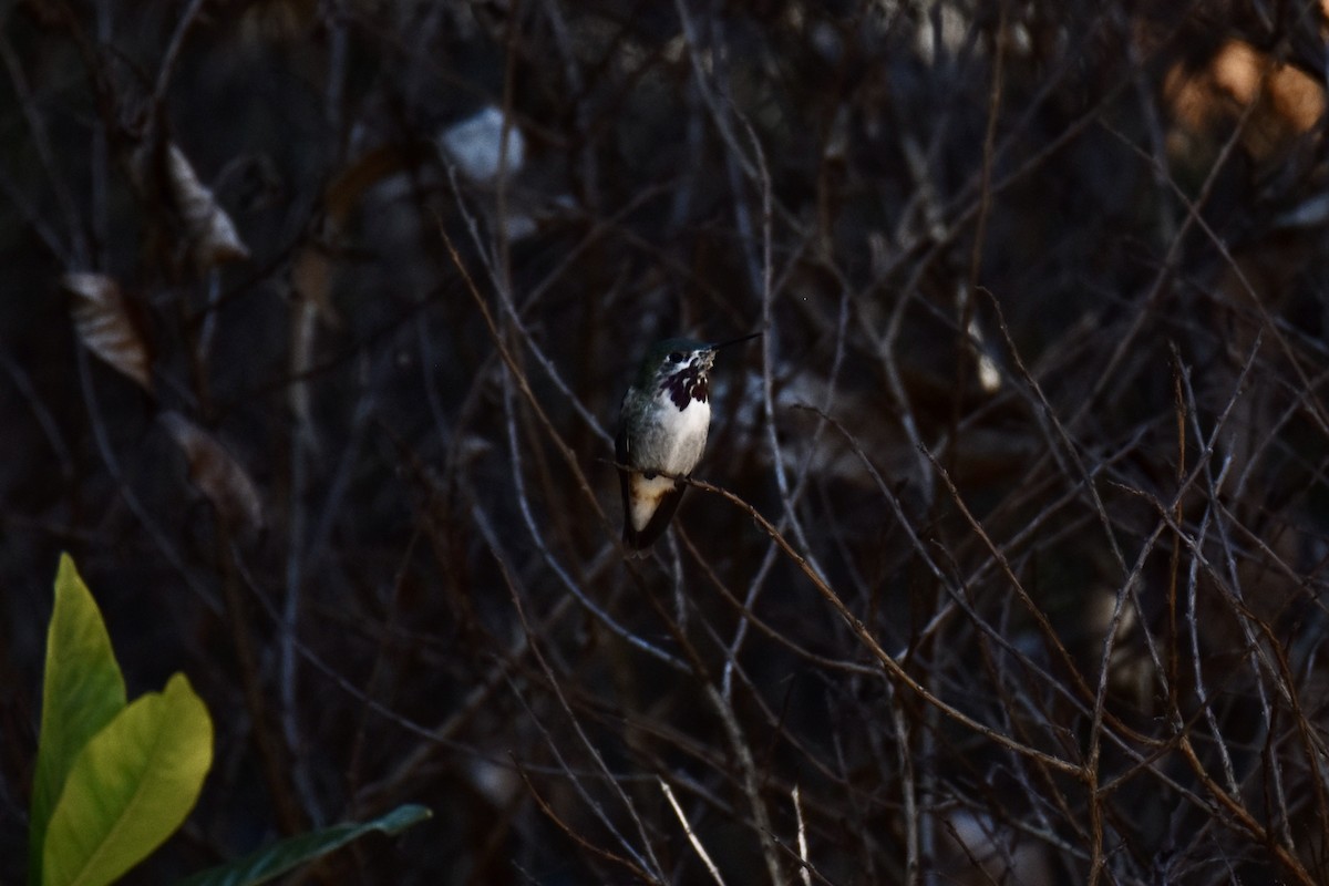 Calliope Hummingbird - ML428580971