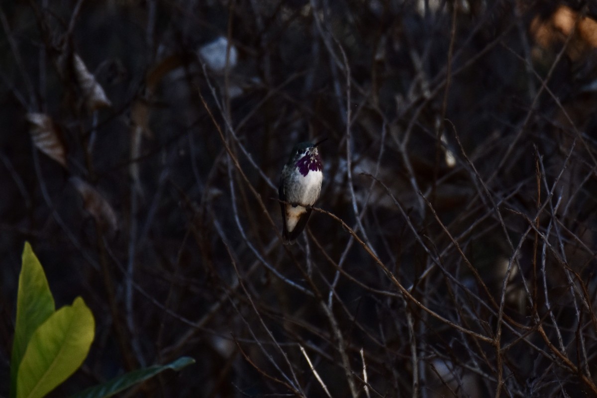 Calliope Hummingbird - ML428580981