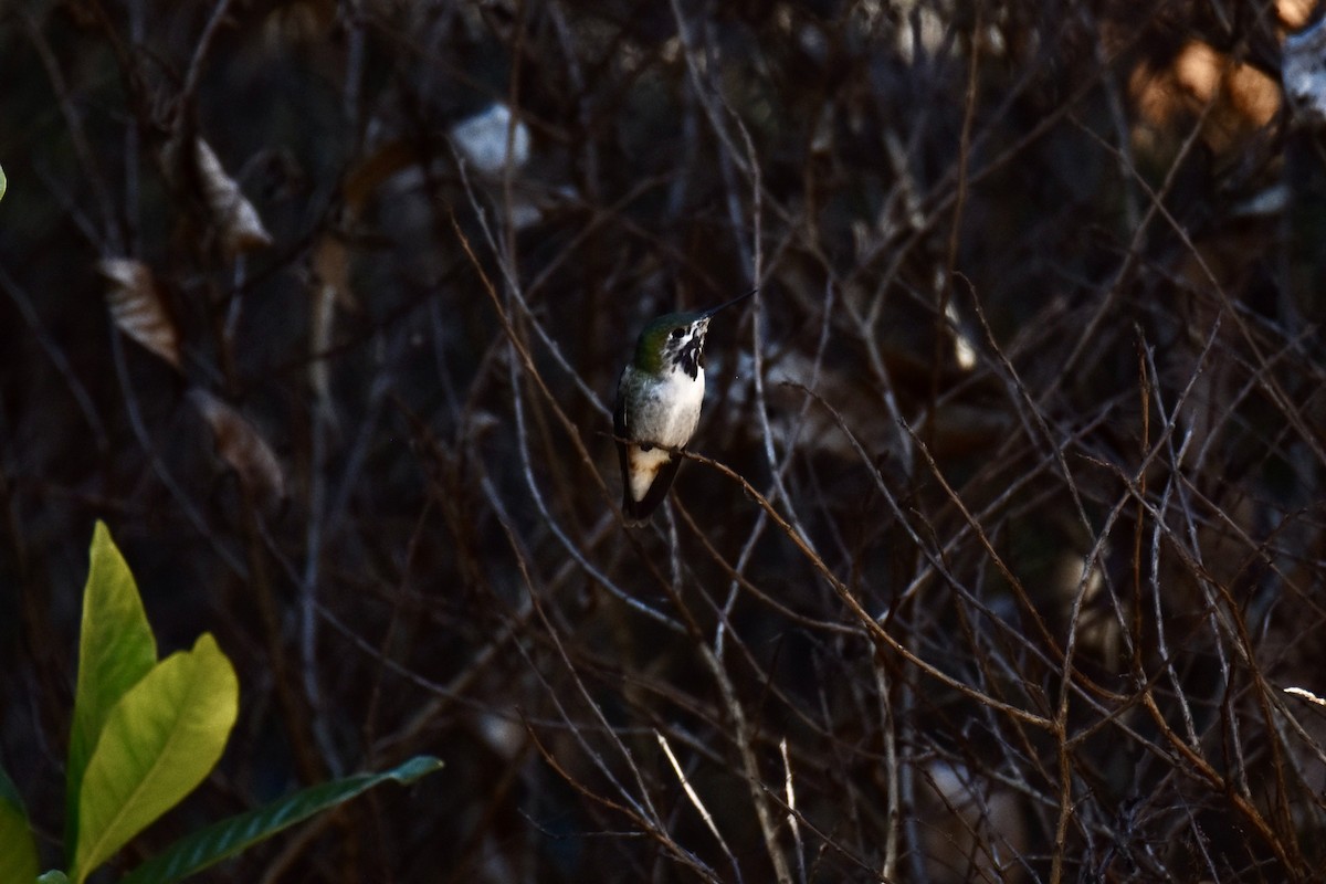 Calliope Hummingbird - ML428581011