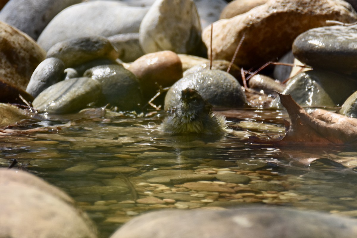 Palm Warbler (Western) - ML428581081